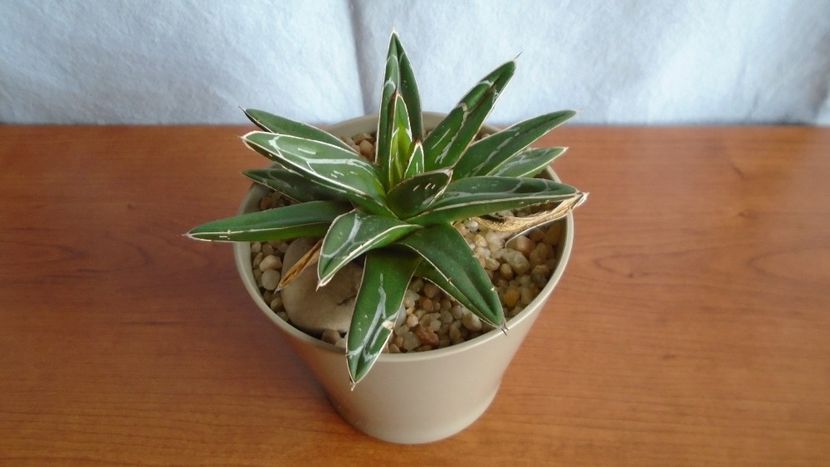 Agave victoriae-reginae - Suculente-Agave-Yucca si Dracaena 2021