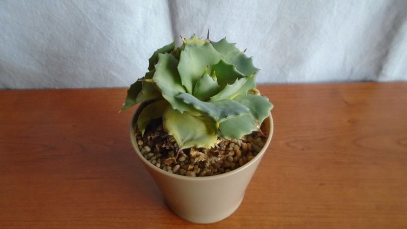Agave isthmensis cv. Orhi Razin Shirifukurin - Suculente-Agave-Yucca si Dracaena 2021