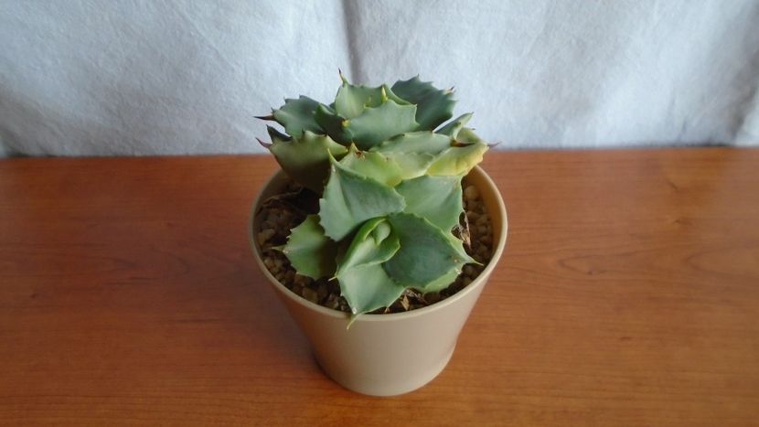 Agave isthmensis cv. Orhi Razin Shirifukurin - Suculente-Agave-Yucca si Dracaena 2021