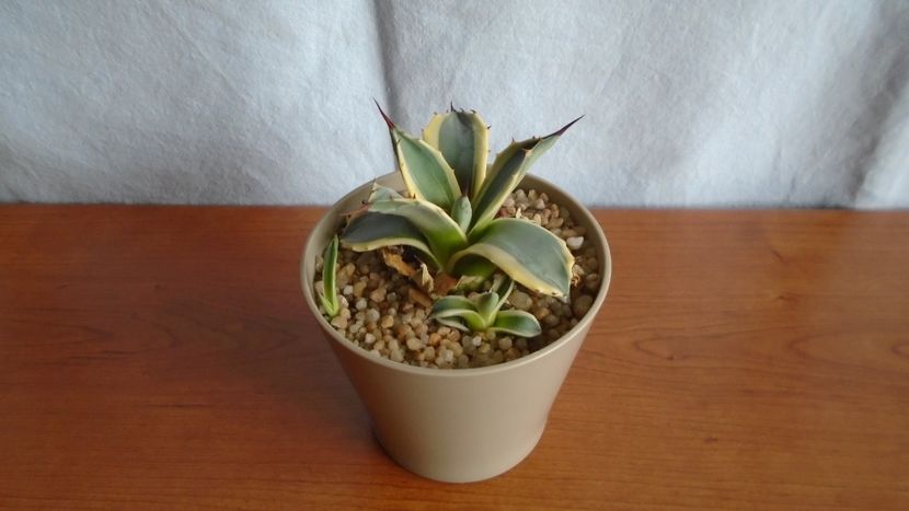 Agave applanata cv. Cream Spike - Suculente-Agave-Yucca si Dracaena 2021