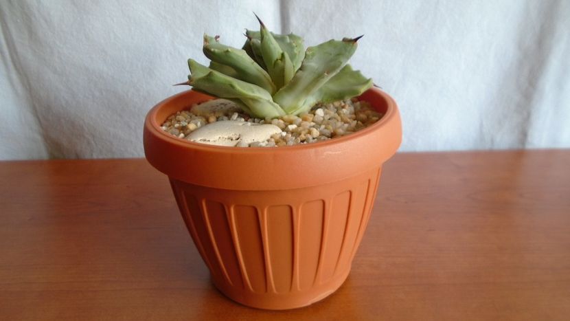 Agave isthmensis f. monstrose - Suculente-Agave-Yucca si Dracaena 2021