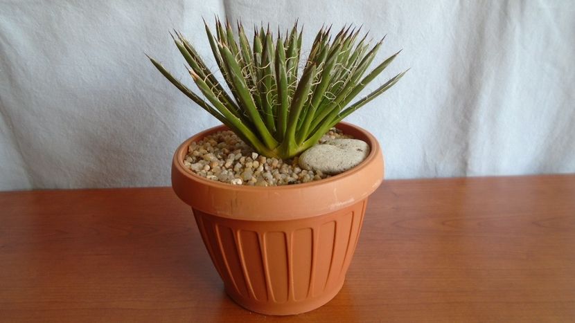 Agave filifera ssp. schidigera - Suculente-Agave-Yucca si Dracaena 2021