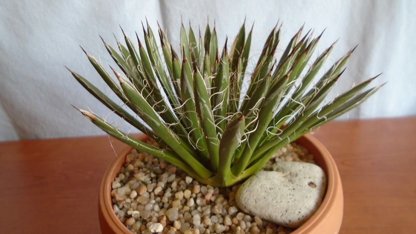 Agave filifera ssp. schidigera - Suculente-Agave-Yucca si Dracaena 2021