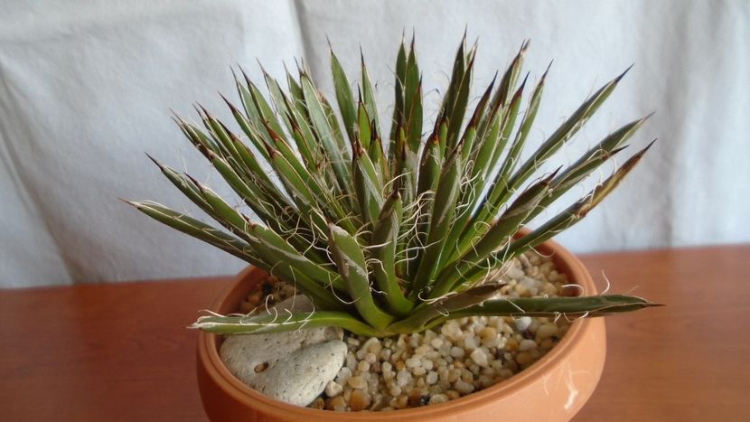 Agave filifera ssp. schidigera - Suculente-Agave-Yucca si Dracaena 2021