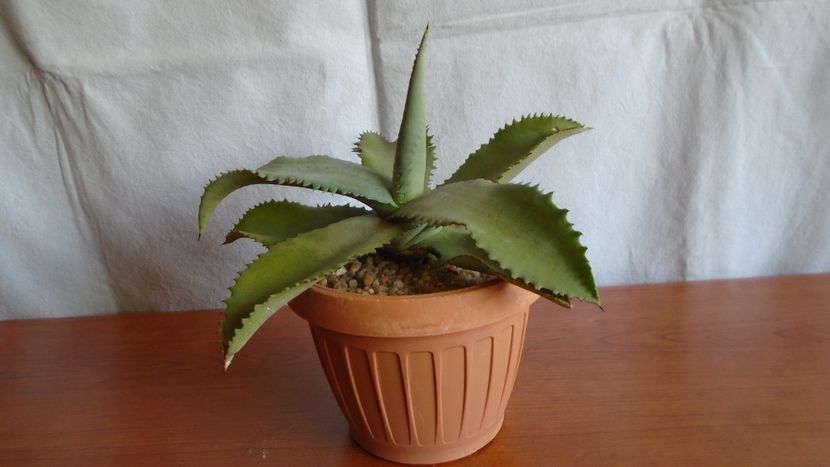 Agave gypsophila - Suculente-Agave-Yucca si Dracaena 2021