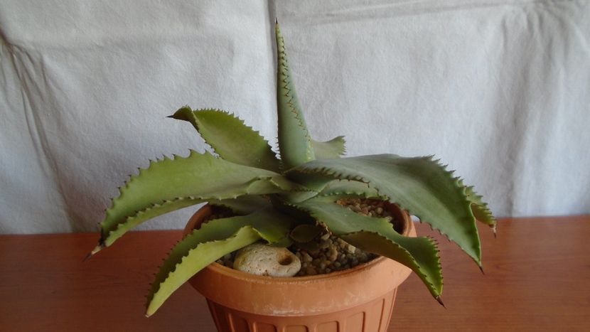 Agave gypsophila - Suculente-Agave-Yucca si Dracaena 2021