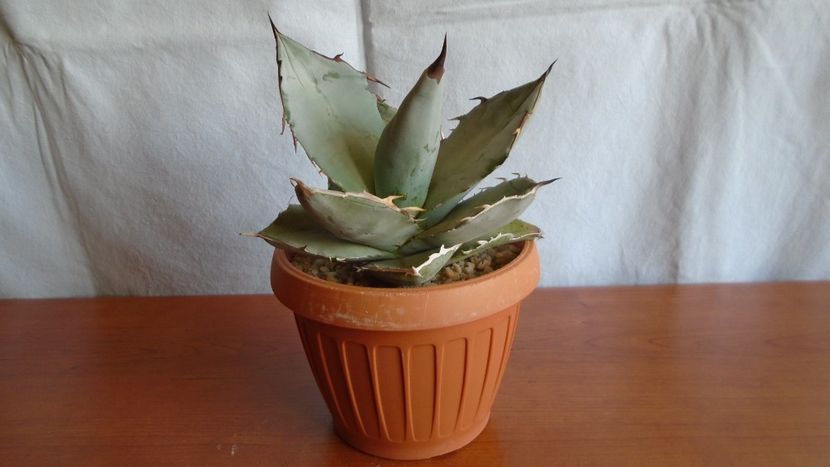 Agave titanota cv. White Ice - Suculente-Agave-Yucca si Dracaena 2021