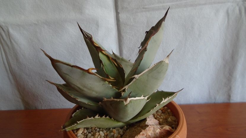 Agave titanota cv. White Ice - Suculente-Agave-Yucca si Dracaena 2021