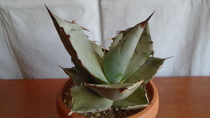 Agave titanota cv. White Ice - Suculente-Agave-Yucca si Dracaena 2021