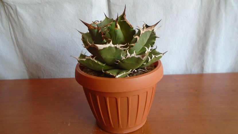 Agave titanota - Suculente-Agave-Yucca si Dracaena 2021