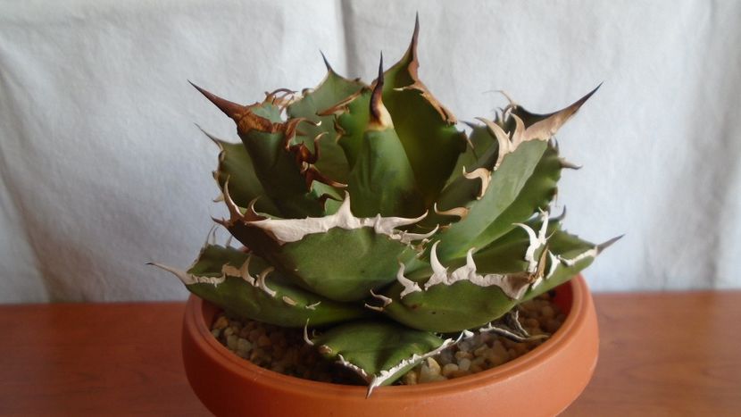 Agave titanota - Suculente-Agave-Yucca si Dracaena 2021