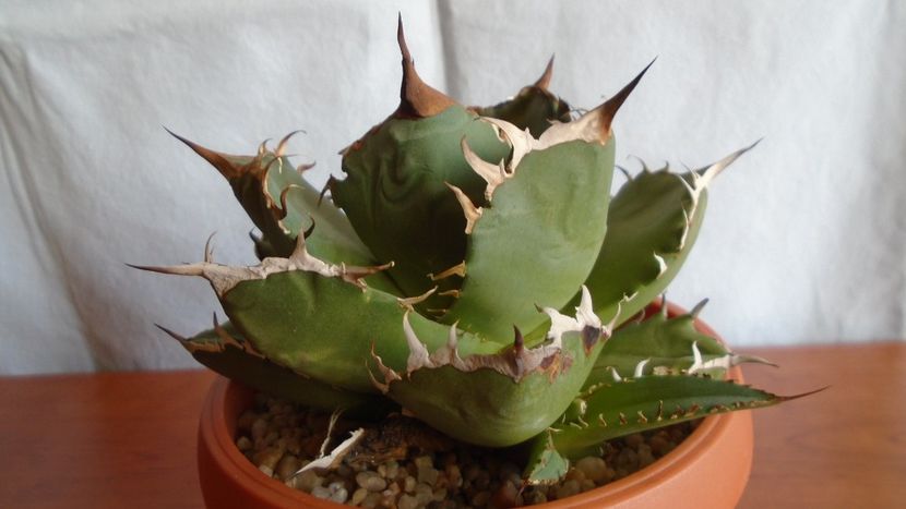 Agave titanota - Suculente-Agave-Yucca si Dracaena 2021
