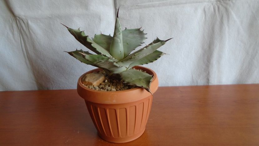 Agave colorata - Suculente-Agave-Yucca si Dracaena 2021