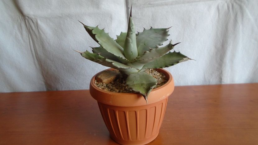 Agave colorata - Suculente-Agave-Yucca si Dracaena 2021