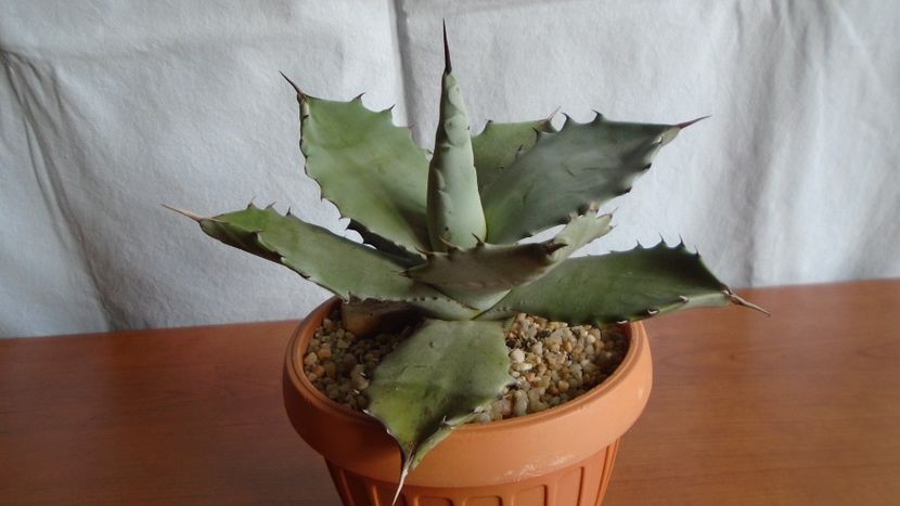 Agave colorata - Suculente-Agave-Yucca si Dracaena 2021