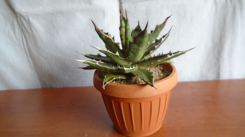 Agave xylonacantha - Suculente-Agave-Yucca si Dracaena 2021