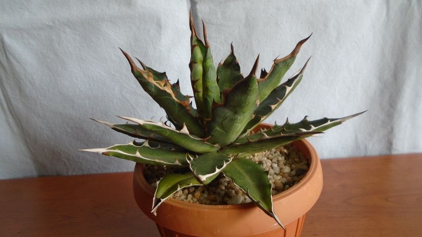 Agave xylonacantha - Suculente-Agave-Yucca si Dracaena 2021