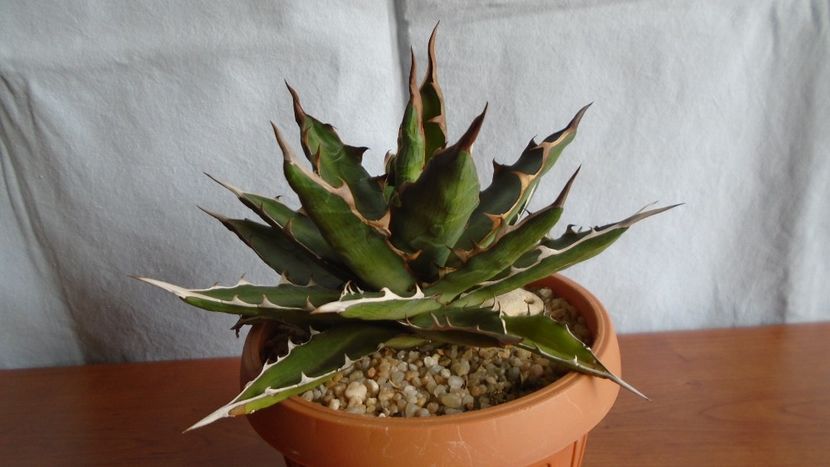 Agave xylonacantha - Suculente-Agave-Yucca si Dracaena 2021