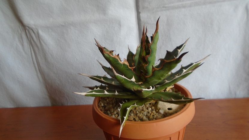 Agave xylonacantha - Suculente-Agave-Yucca si Dracaena 2021