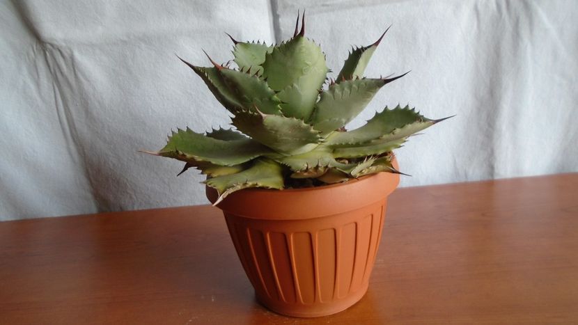 Agave guadalajarana - Suculente-Agave-Yucca si Dracaena 2021