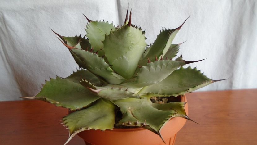 Agave guadalajarana - Suculente-Agave-Yucca si Dracaena 2021