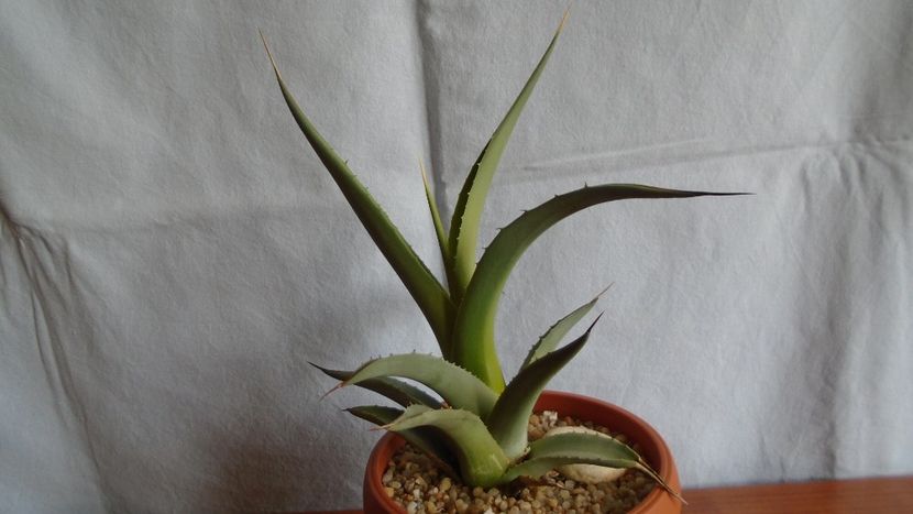 Agave sp. - Suculente-Agave-Yucca si Dracaena 2021