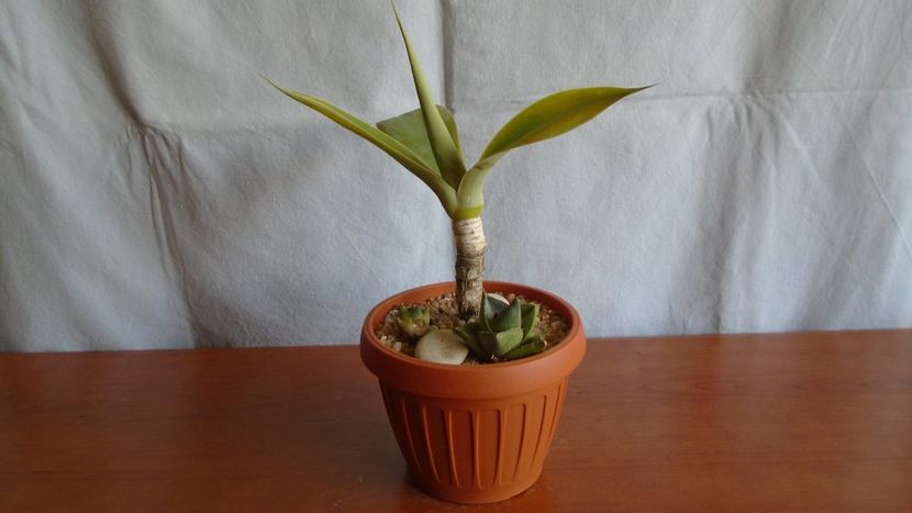 Grup de 3 agave - Suculente-Agave-Yucca si Dracaena 2021
