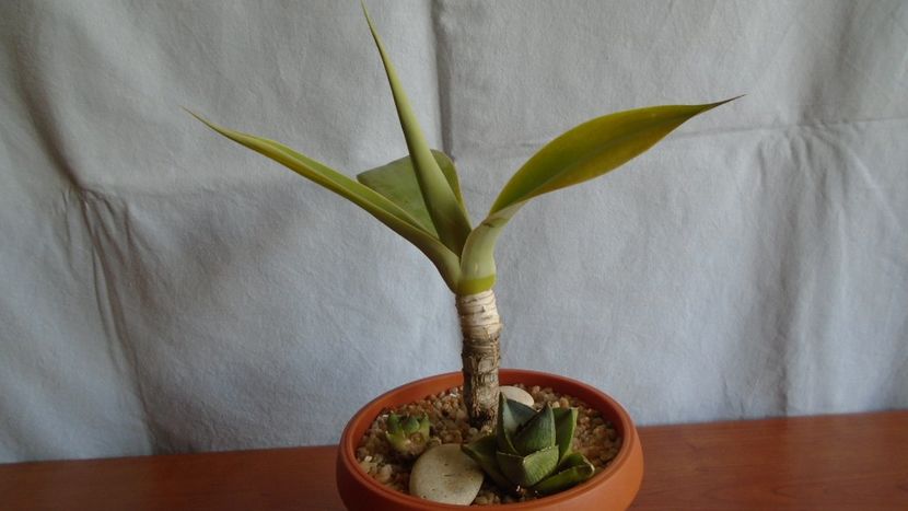Grup de 3 agave - Suculente-Agave-Yucca si Dracaena 2021