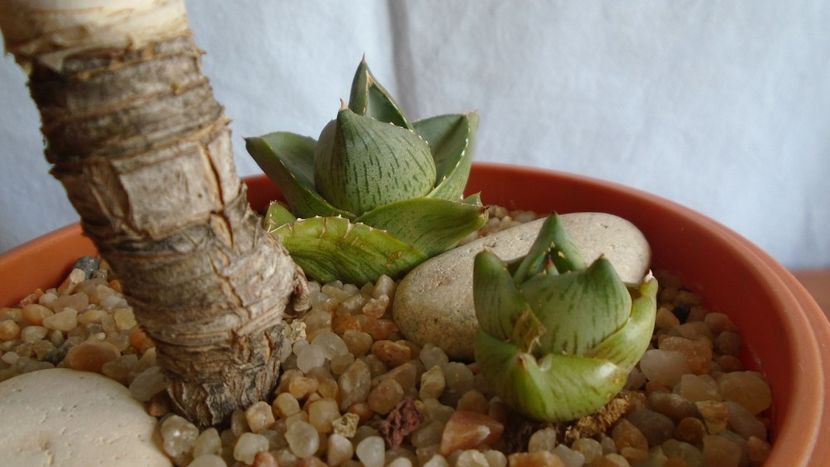 Agave pumila hb. - Suculente-Agave-Yucca si Dracaena 2021
