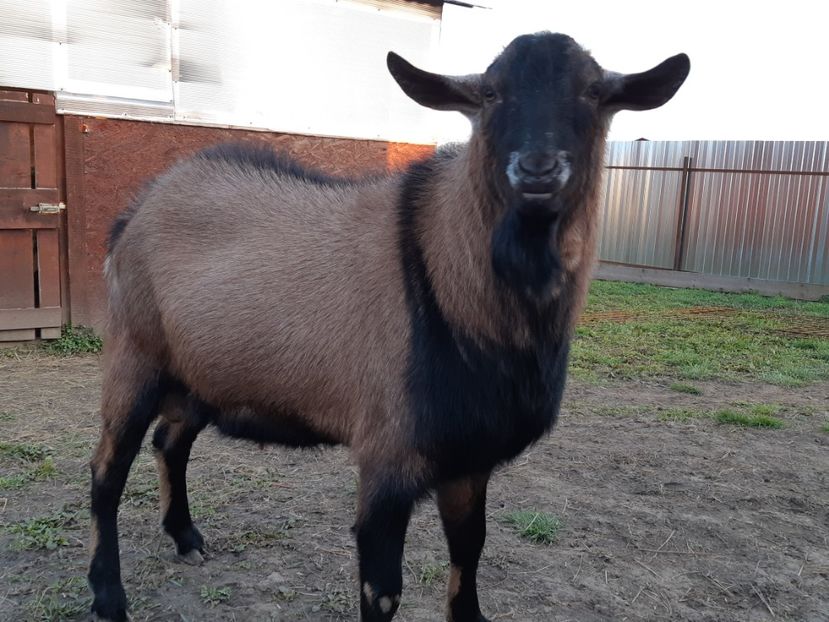  - O noua pasiune!!Capre de lapte!