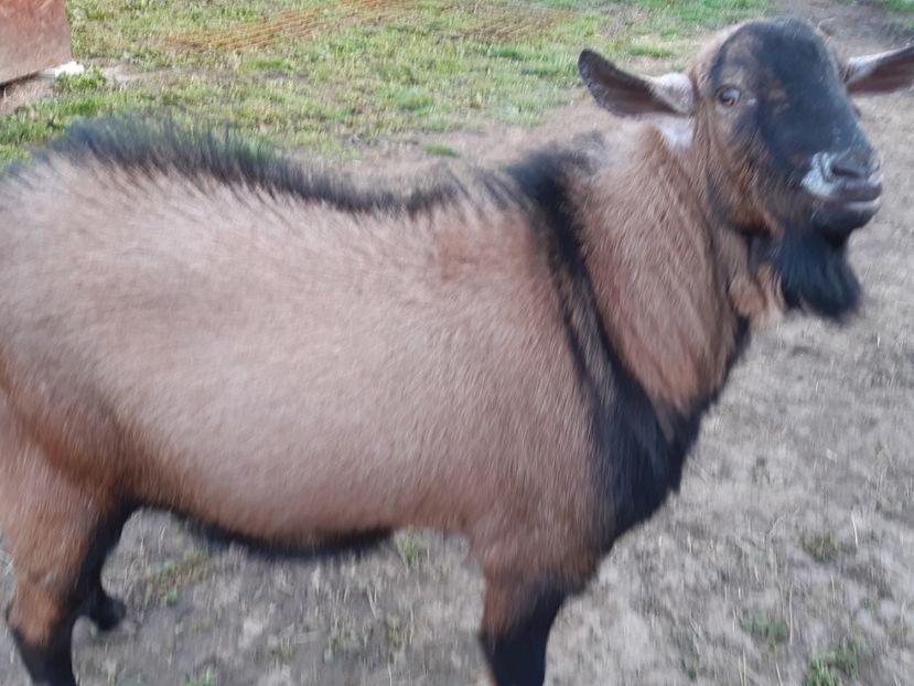  - O noua pasiune!!Capre de lapte!