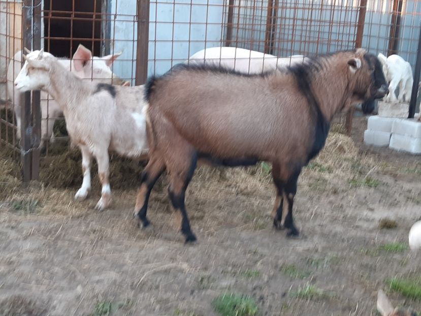  - O noua pasiune!!Capre de lapte!