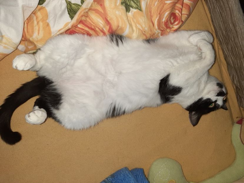  - Pisicii mei în aprilie 2021