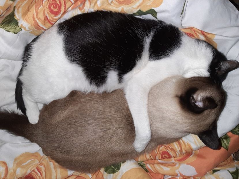  - Pisicii mei în aprilie 2021