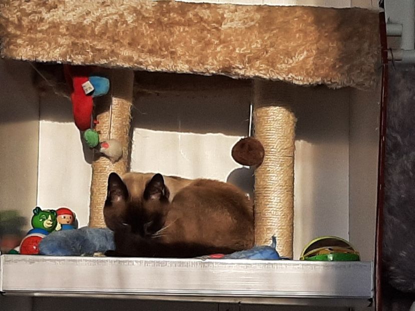  - Pisicii mei în aprilie 2021