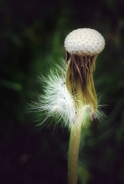  - A - Flori