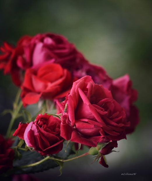  - A - Flori