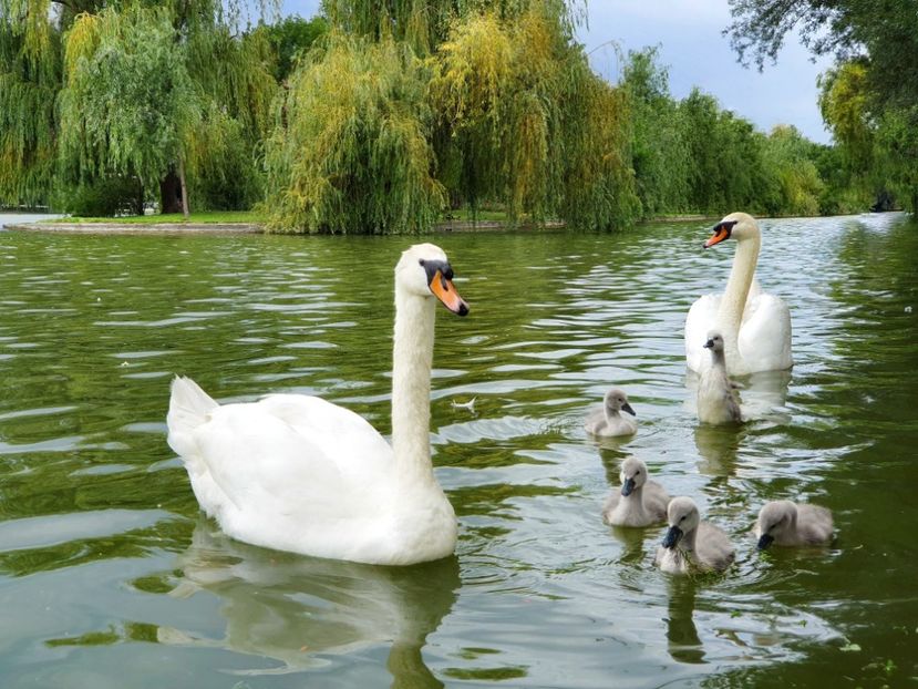  - B - Prin parc