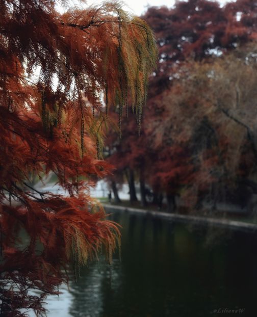  - B - Prin parc