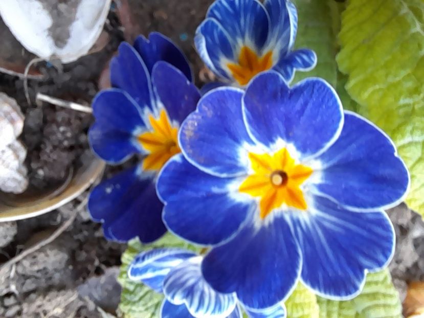  - File de primavara - 2021