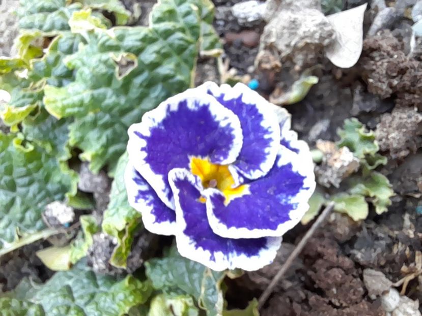  - File de primavara - 2021