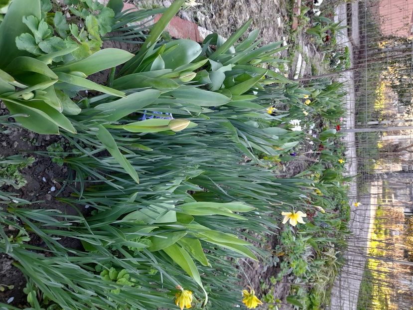  - File de primavara - 2021