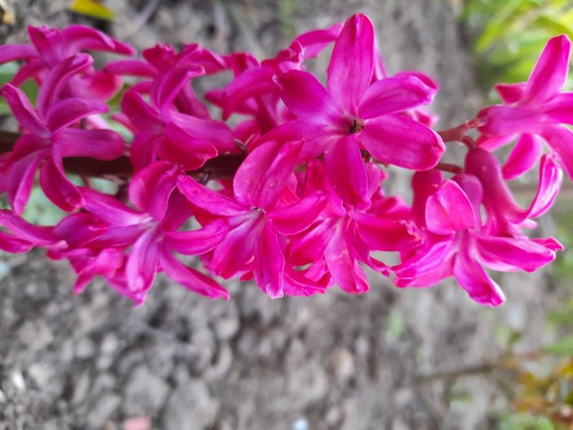  - File de primavara - 2021