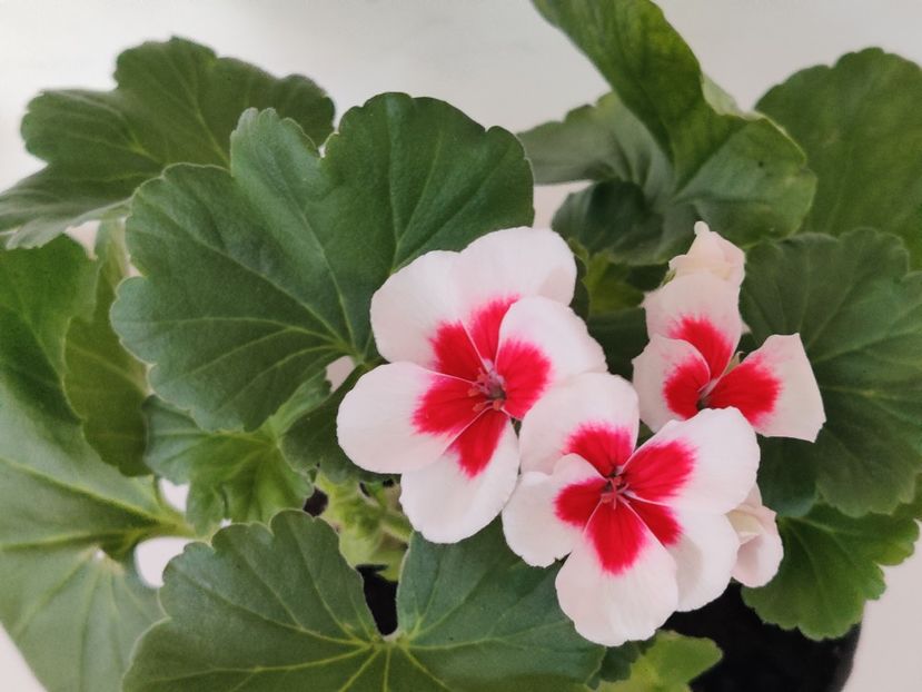 White splash - Muscate