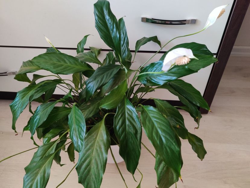 Spathiphyllum (crinul păcii) - 1_Colectiile mele complete