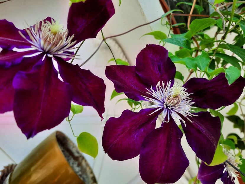  - CLEMATIS JULKA