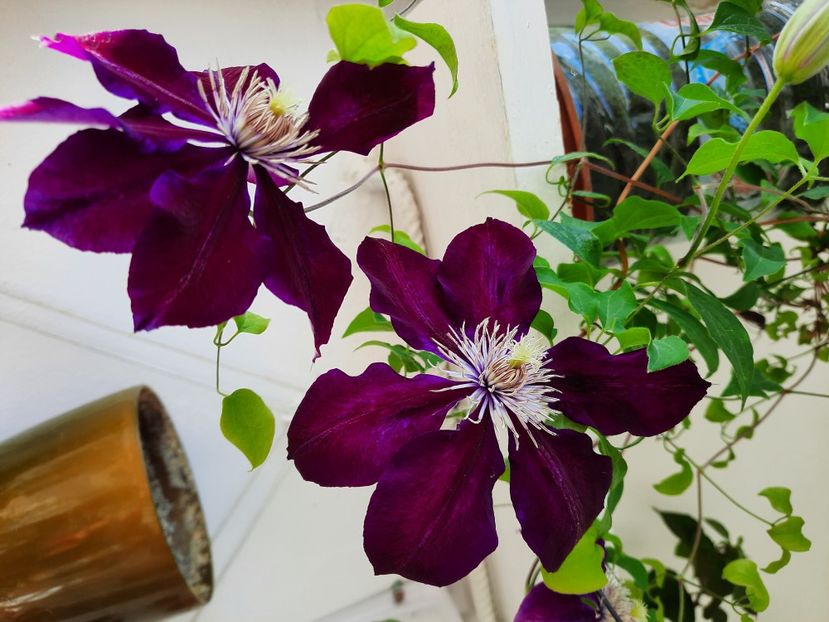  - CLEMATIS JULKA