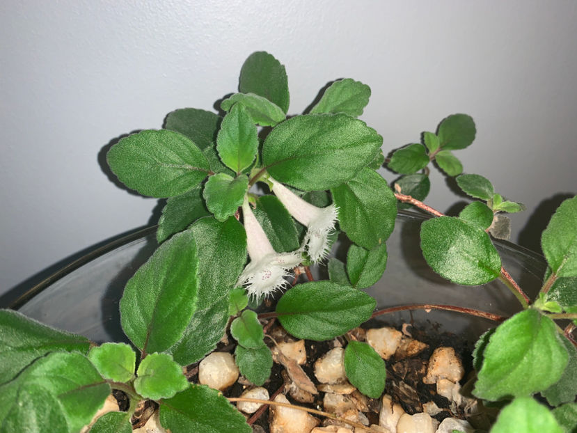  - Plante de interior 2021