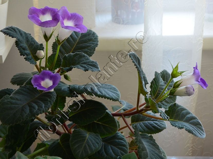 Sinningia Luci s Secret Name - GLOXINIA-SINNINGIA _COLECTIA 2020_2024