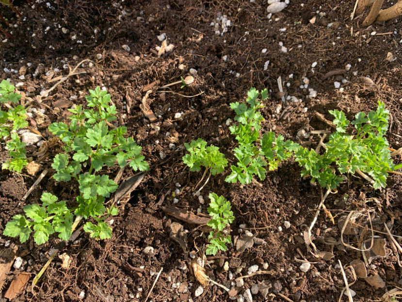  - Jurnalul gradinii 2021